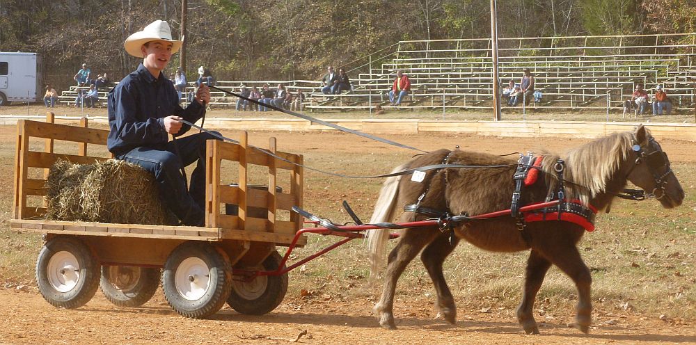 dixie-draft-horse-mule-carriage-auction-miniature-pony-pulls-heavy-cart