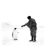 роберт скотт пингвины съедобны экспедиция история