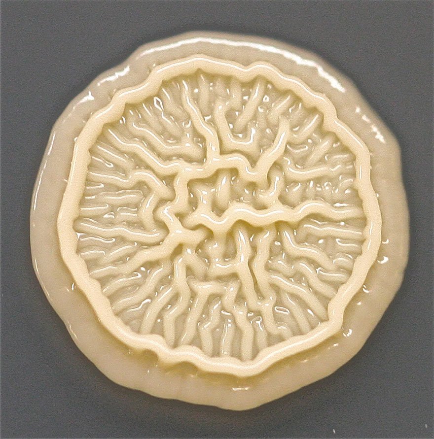 bacteria-petri-dish-microbe-8-year-old-boy-hand-print-tasha-sturm-3