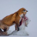 wildlife photographer of the year 2015 фото победители winner pics photos отвратительные мужики