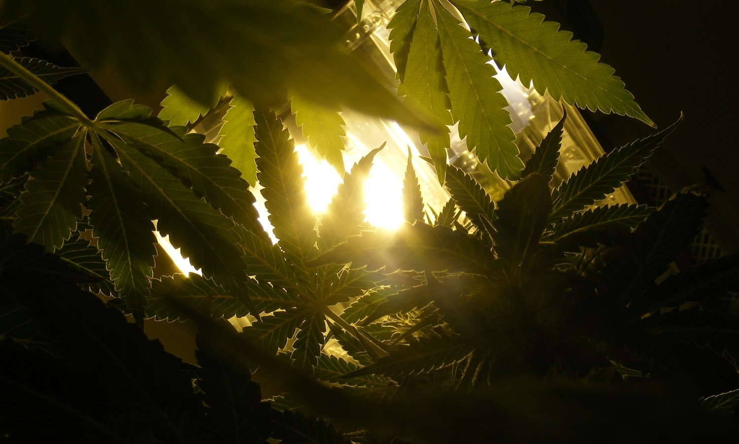 cool-weed-hd-wallpaper-shadow-in-the-light