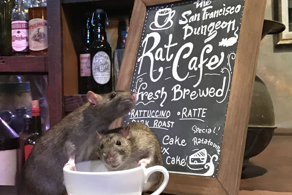 кафе с крысами крысиное кафе rat cafe san francisco отвратительные мужики disgusting men