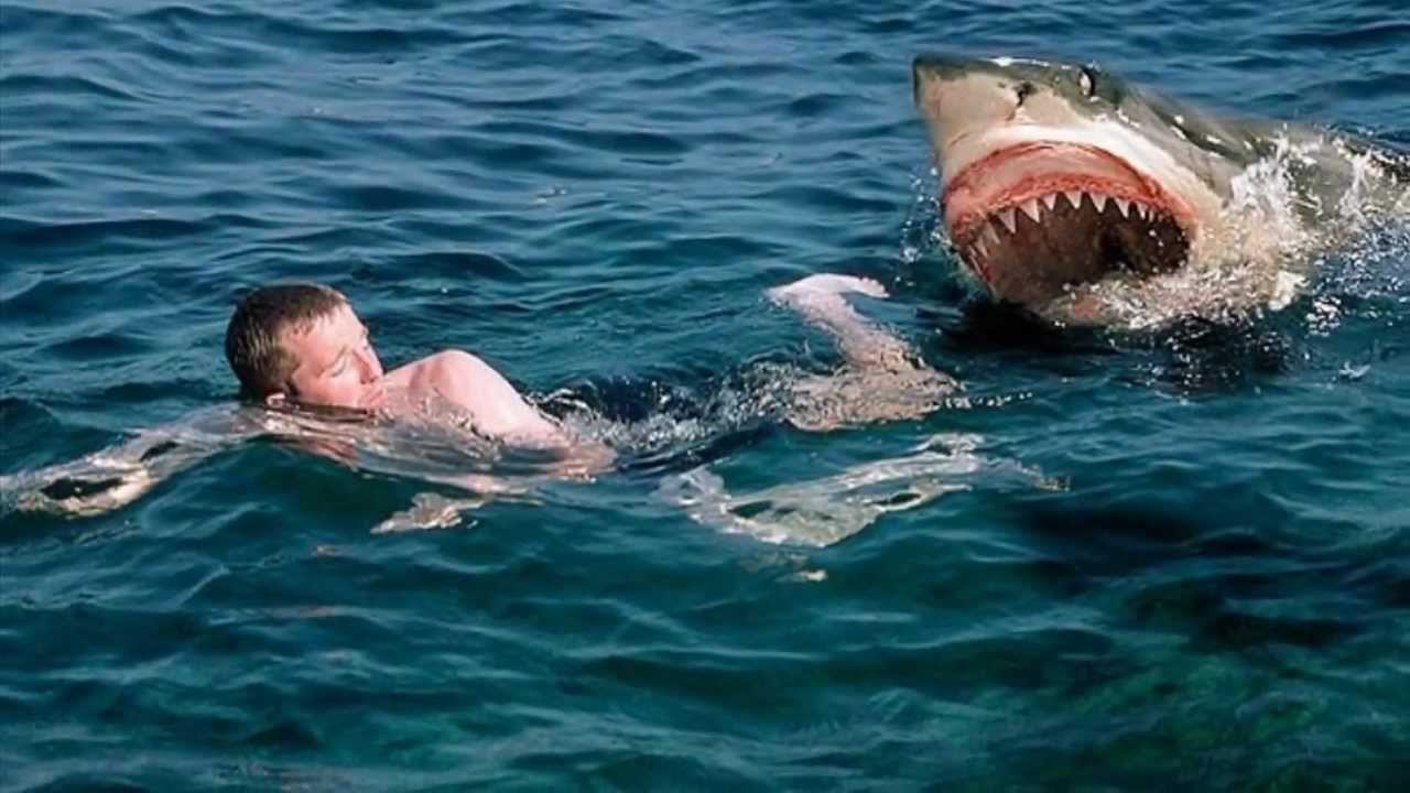 Как пережить нападение акулы нападение акул отвратительные мужики disgusting men