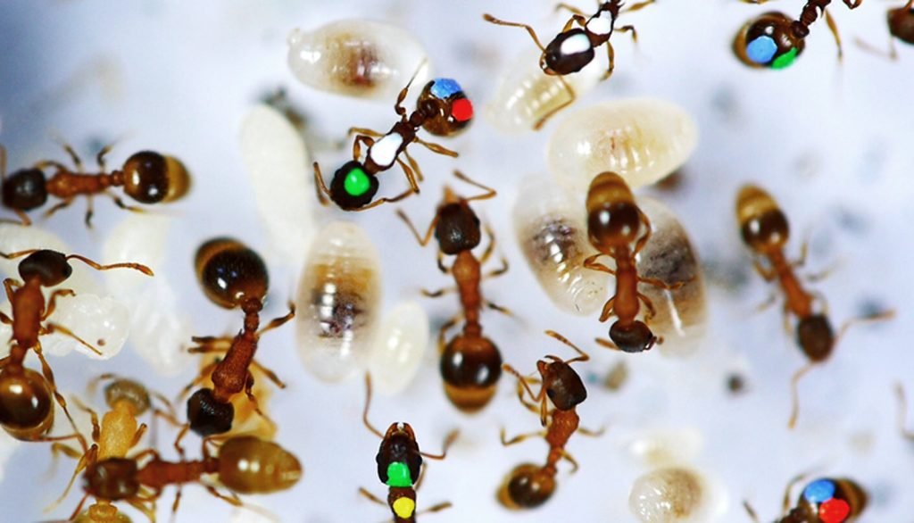 ленивые муравьи наука отвратительные мужики disgusting men