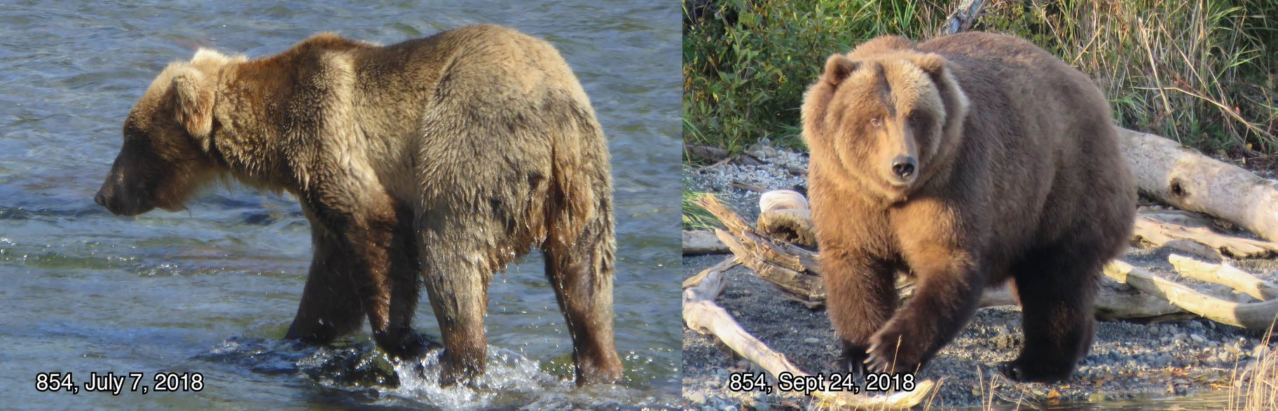 жирные медведи аляски самый жирный медведь фото отвратительные мужики disgusting men
