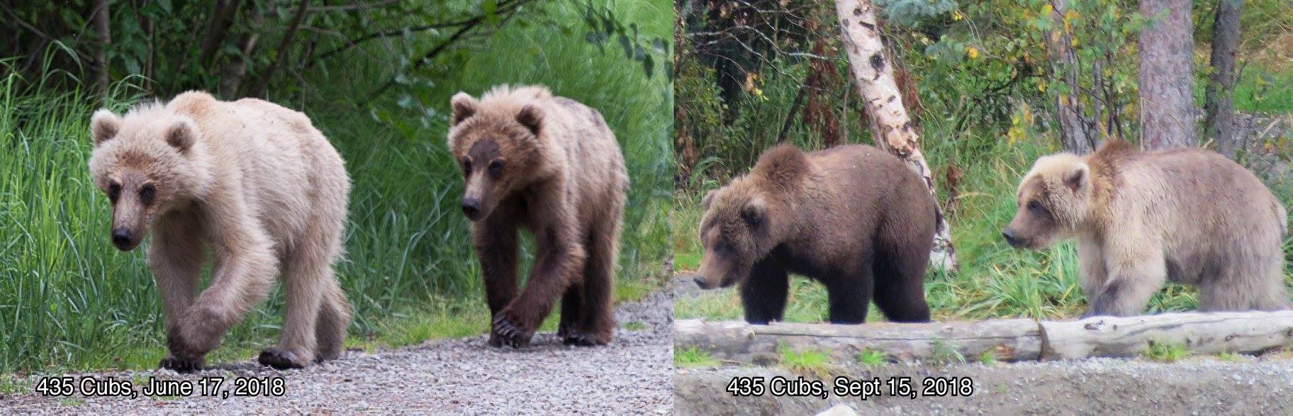 жирные медведи аляски самый жирный медведь фото отвратительные мужики disgusting men