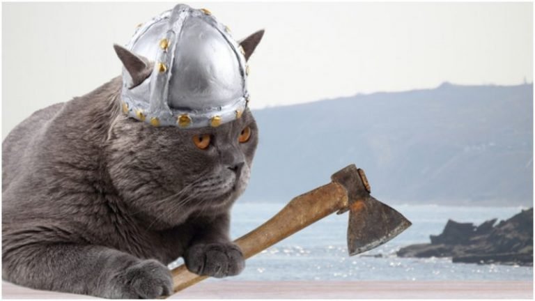 коты викингов викинг кот отвратительные мужики disgusting men