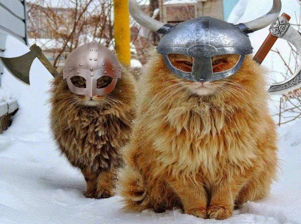 коты викингов викинг кот отвратительные мужики disgusting men
