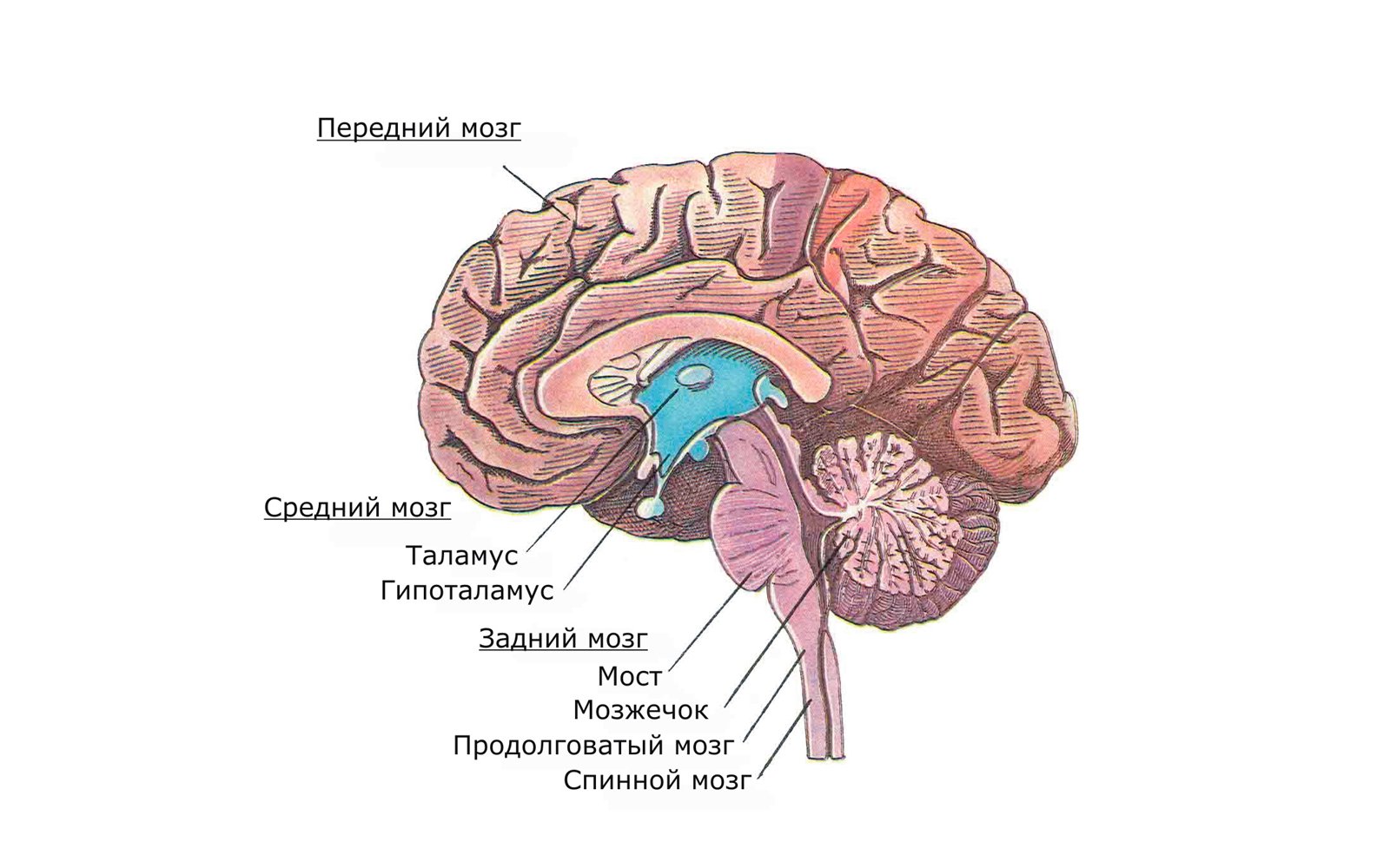 Какие центры в мозжечке. Головной мозг продолговатый средний задний промежуточный. Головной мозг варолиев мост. Передний мозг мозжечок и ствол мозга. Задний мозг мост и мозжечок.