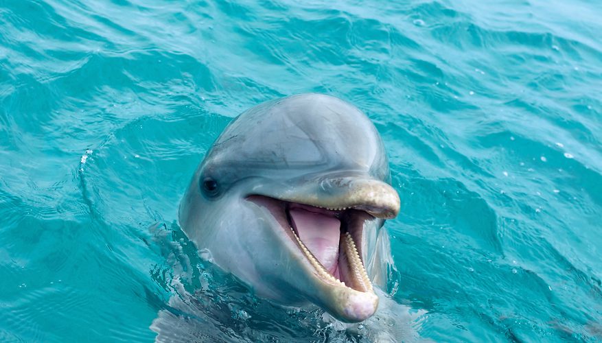 дельфины отвратительные мужики disgusting men