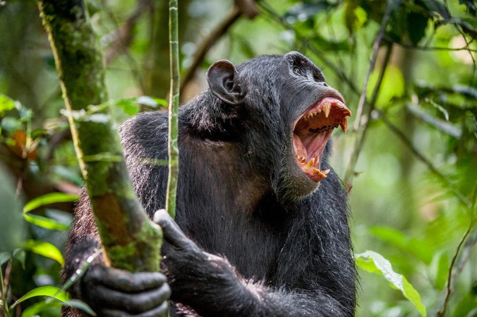 шимпанзе убийцы уганда отвратительные мужики