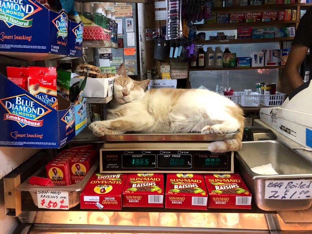 Cats shop. Кот в супермаркете. Коты и суп. Кот в продуктовом магазине. Коты в супермаркете.