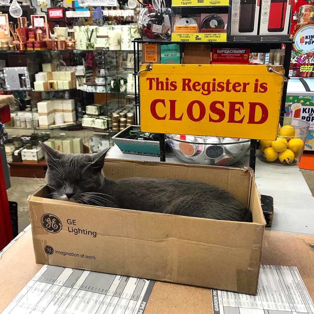 Cats shop. Bodega Cat. Кот держит магазин. Покупные котики живые. Кошки генераторы уюта.