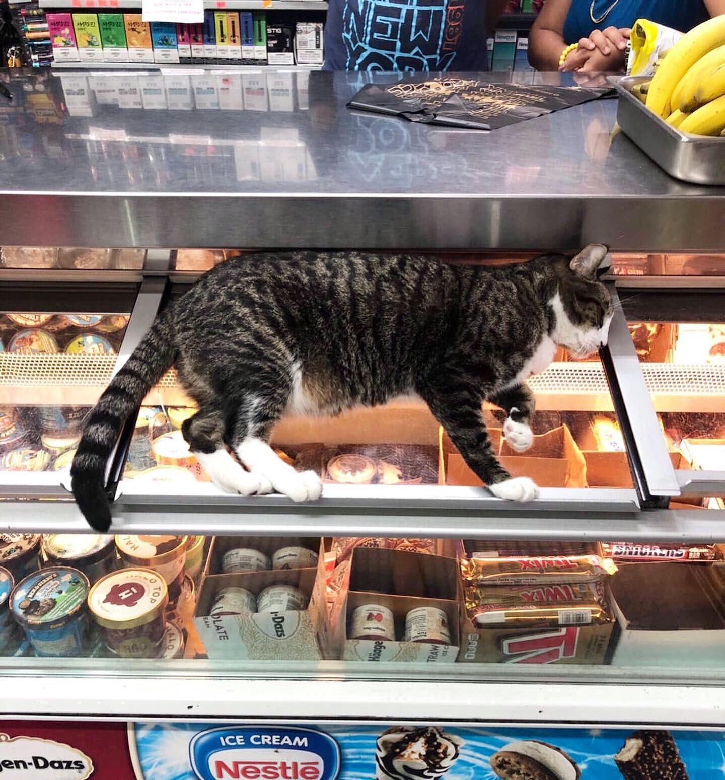 Cats shop. Кот в магазине. Кошка в магазине. Кошачий магазин. Коты в продуктовом магазине.