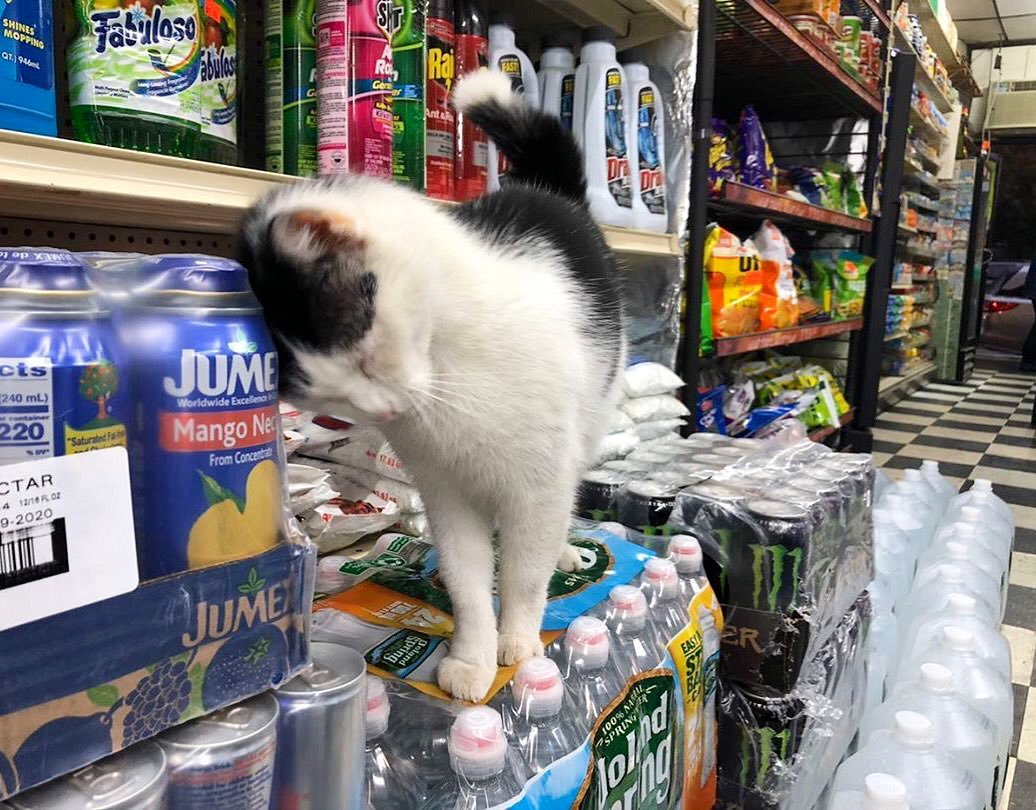 Cats shop. Кот в магазине. Кот в супермаркете. Кот в продуктовом магазине. Котик супермаркет.