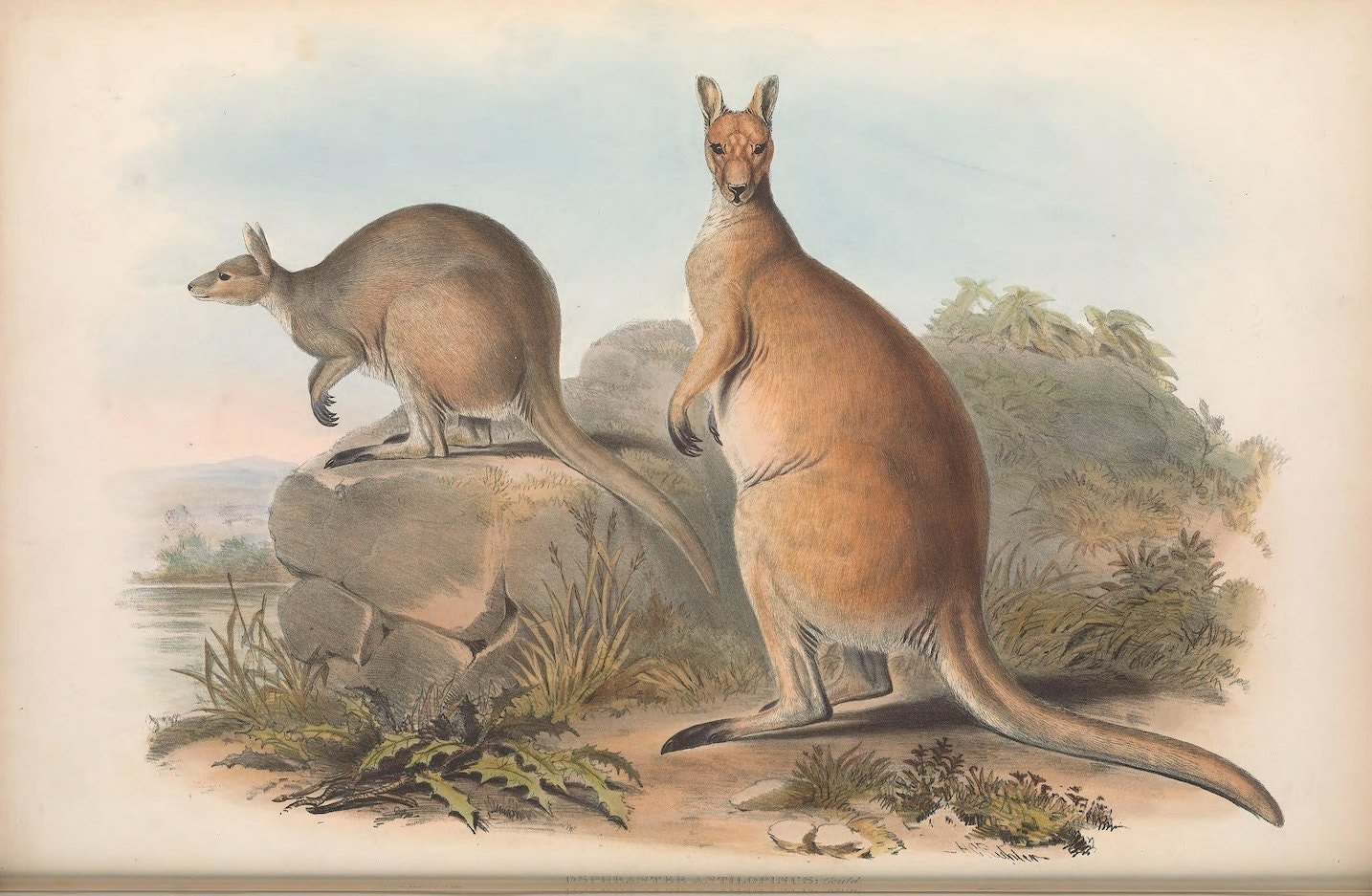 Картина животных Австралии общая