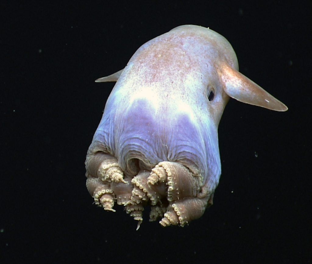 mariana trench creatures 3