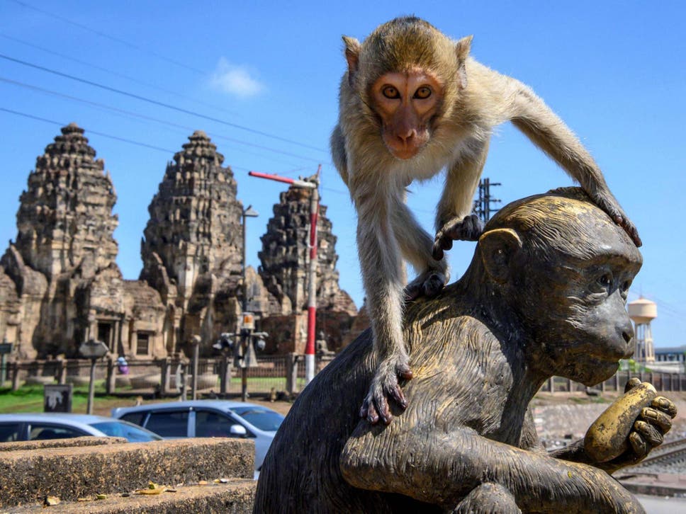 город обезьян лопбури таиланд макаки отвратительные мужики