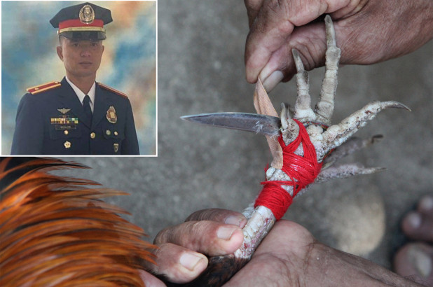 петушиные бои на филиппинах бойцовый петух убил полицейского