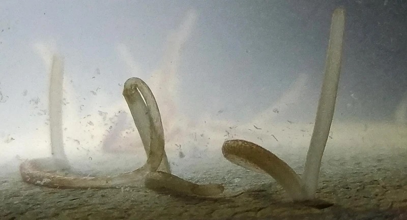 корабельные черви размножение оргии моллюски