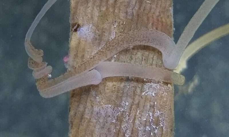корабельные черви размножение моллюски секс