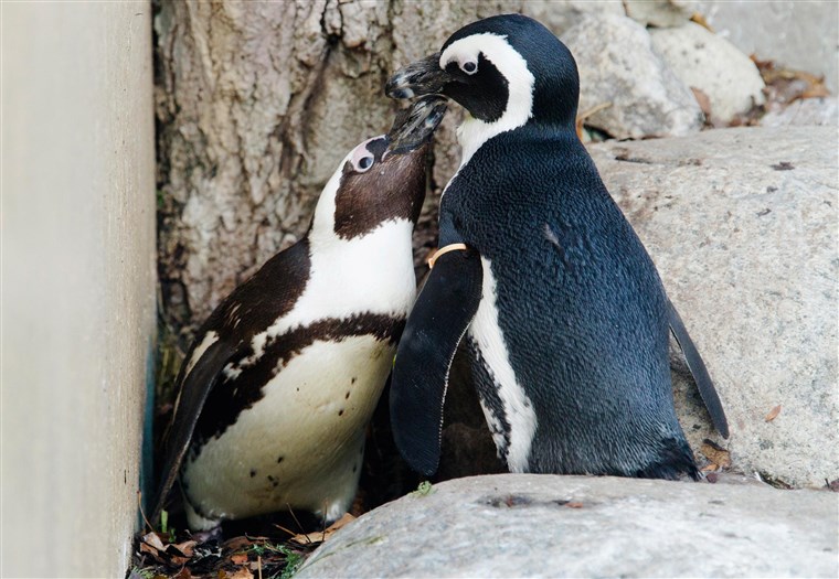 пингвины проституция безумные факты о пингвинах отвратительные мужики