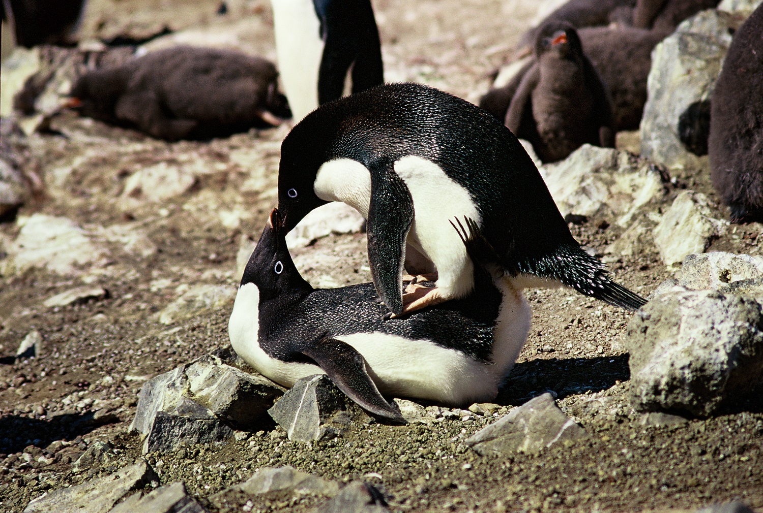 пингвины проституция безумные факты о пингвинах отвратительные мужики