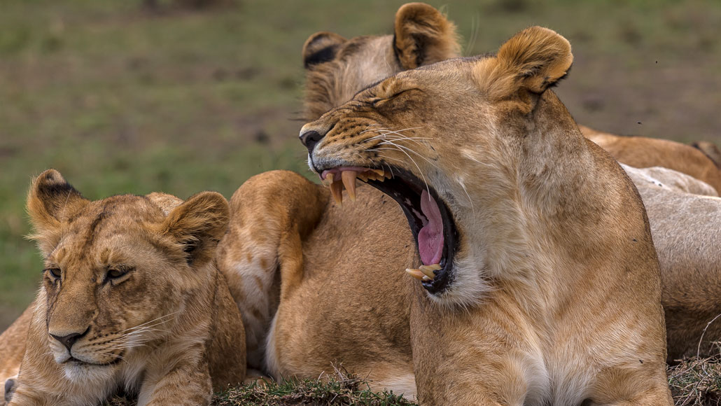 львы зевают зевающие львы