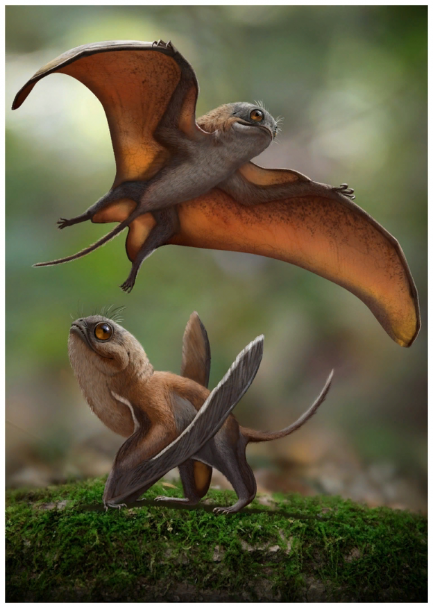 В Китае нашли новый вид птерозавра. Он был пушистым и похож на покемона