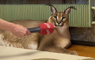 «На самом деле он Гоша»: журналисты «Дождя» взяли интервью у хозяйки Шлепы — большого русского кота