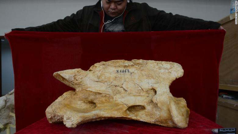 Самое большое животное в истории Paraceratherium Linxiaense гигантский носорог
