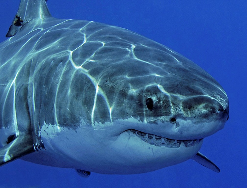 самая древняя жертва акулы япония
