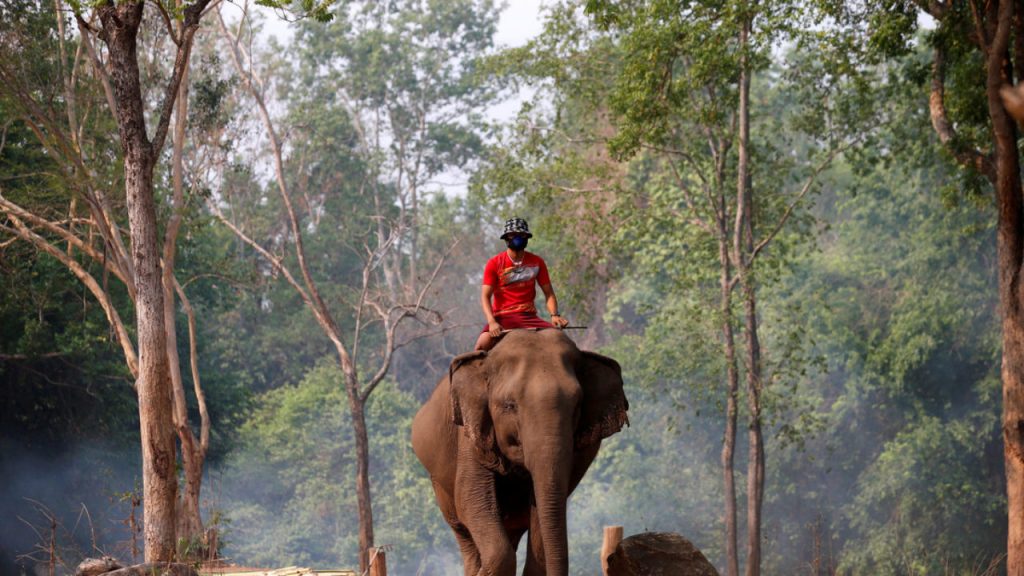 пьяное вождение слонов слоны шри-ланка