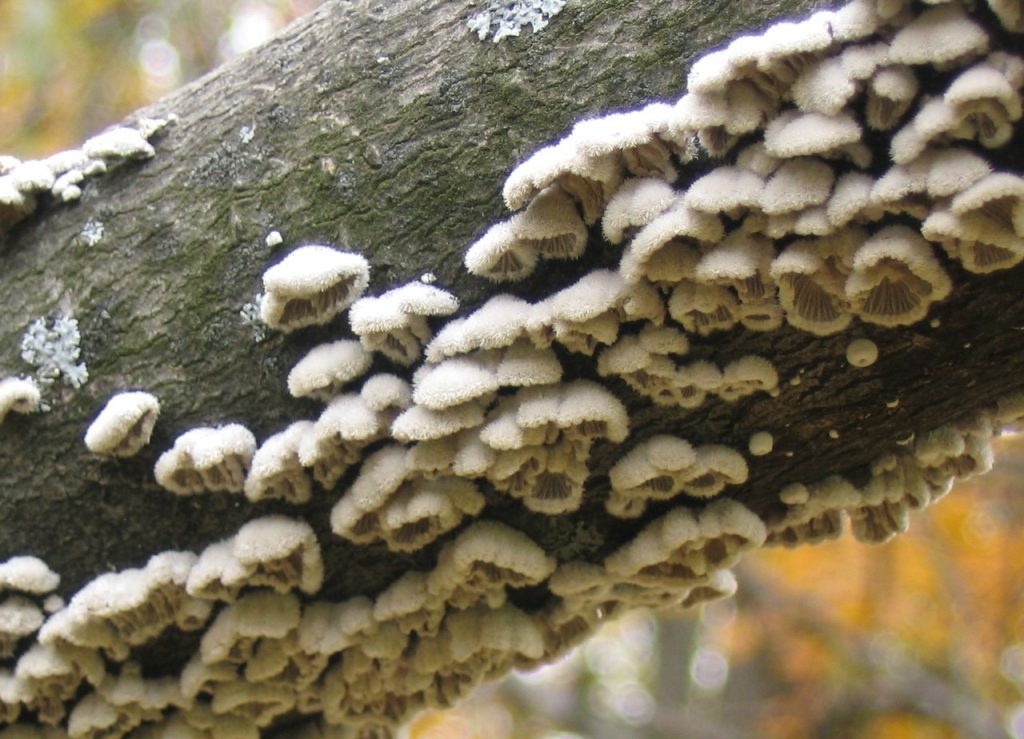 говорящие грибы словарный запас грибов