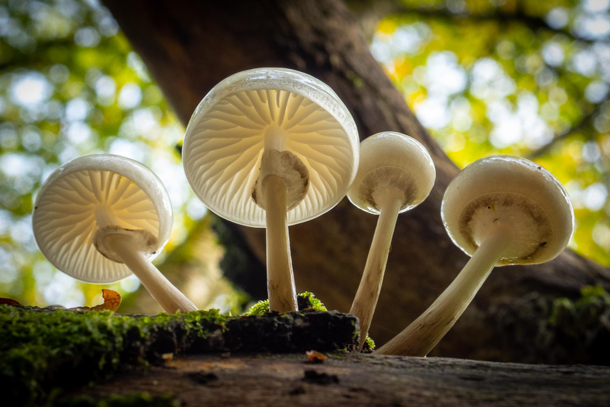 говорящие грибы словарный запас грибов