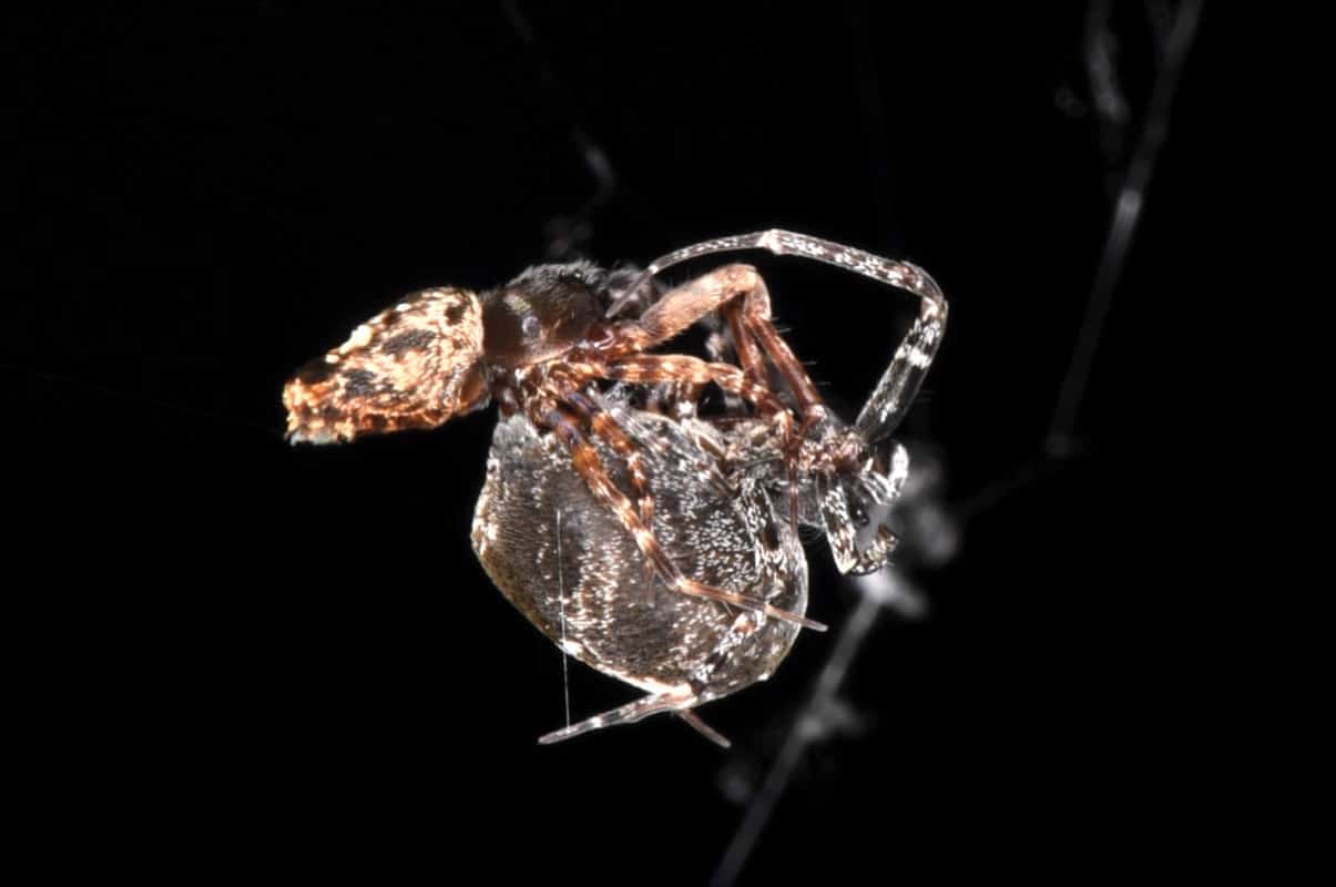 пауки катапультируются сексуальный каннибализм у пауков