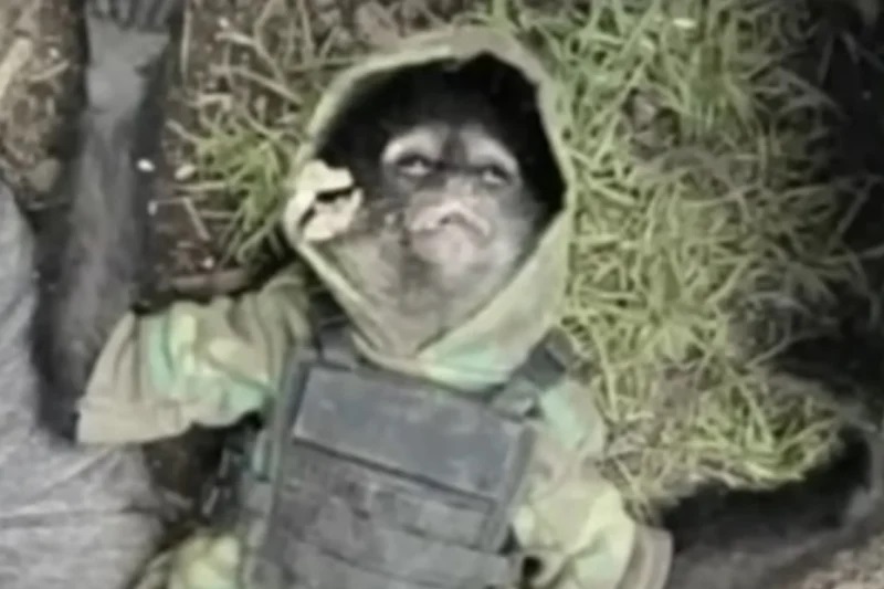 обезьяна в бронежилете обезьяна наркокартель