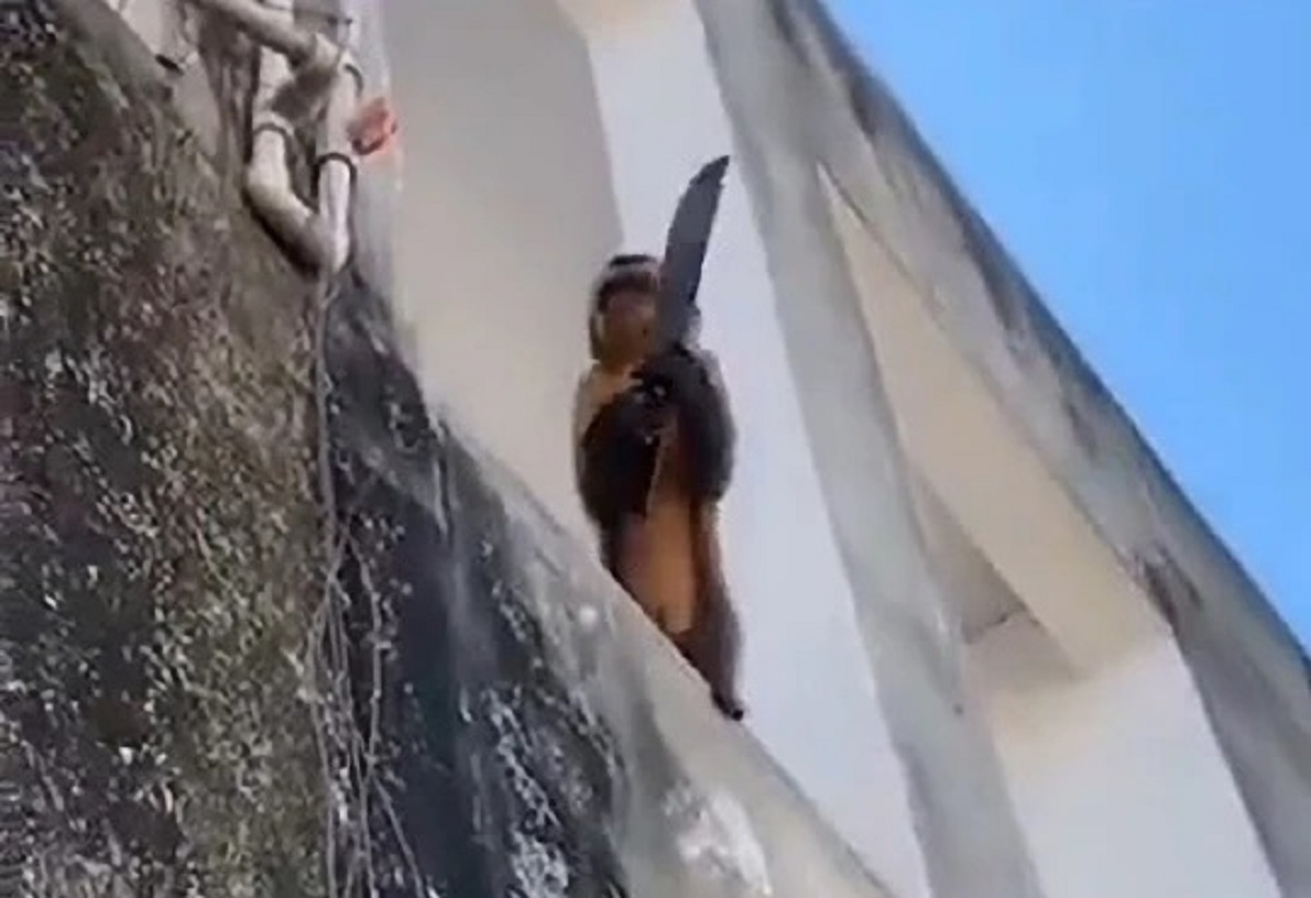 обезьяна с мачете в бразилии обезьяна с ножом
