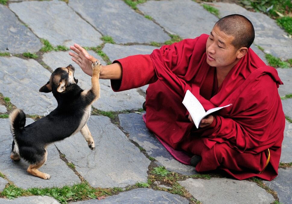 тибетские монахи польза воздержания целибат польза и вред 