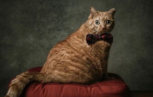 Фетиш недели: пучеглазая кошка «Картошка»