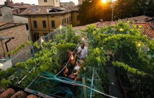 Итальянец создал самый маленький виноградник в мире — прямо на крыше своего дома (и продает вино за 5000 евро)