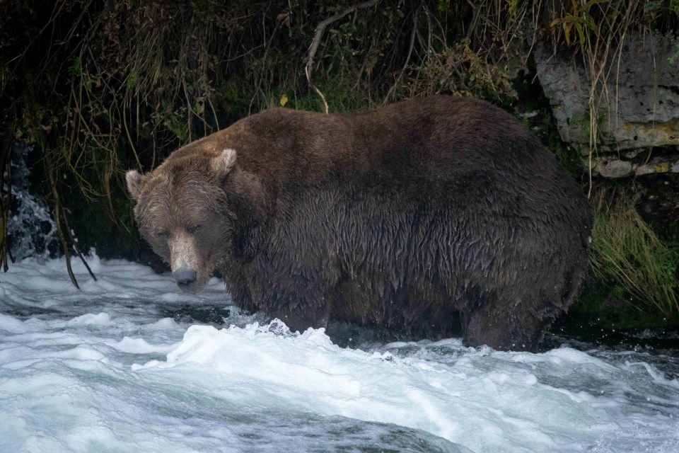 конкурс жирных медведей жирные медведи аляска 2022