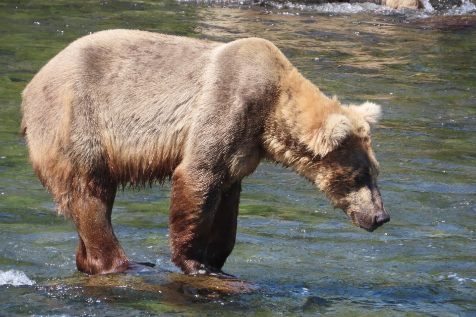конкурс жирных медведей жирные медведи аляска 2022