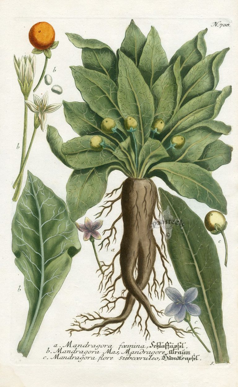 Мандрагора растение