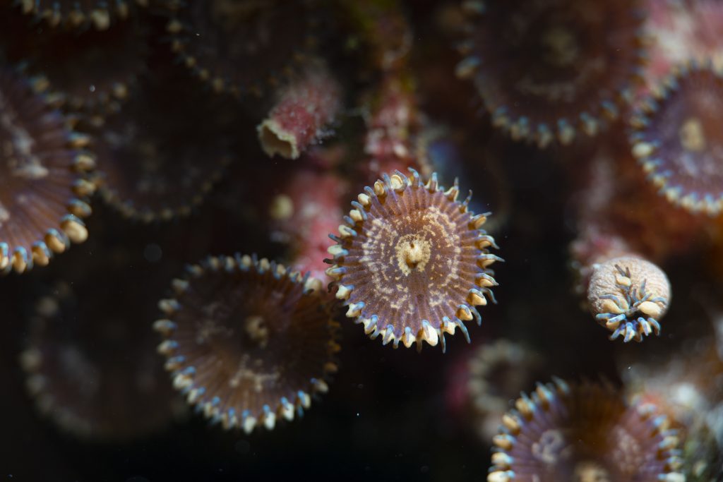 Top 5 most venomous sea creatures - Archyde
