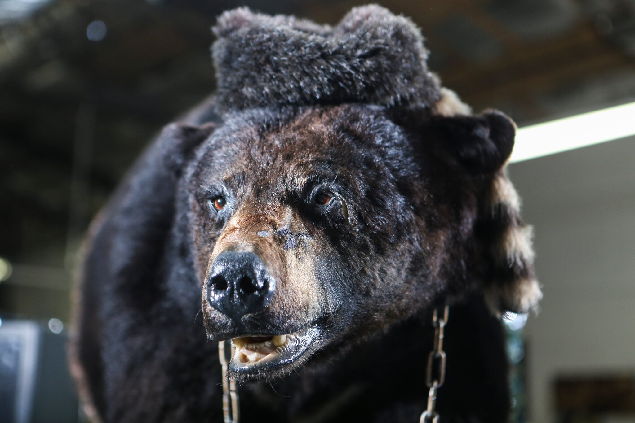 рецензия кокаиновый медведь обзор