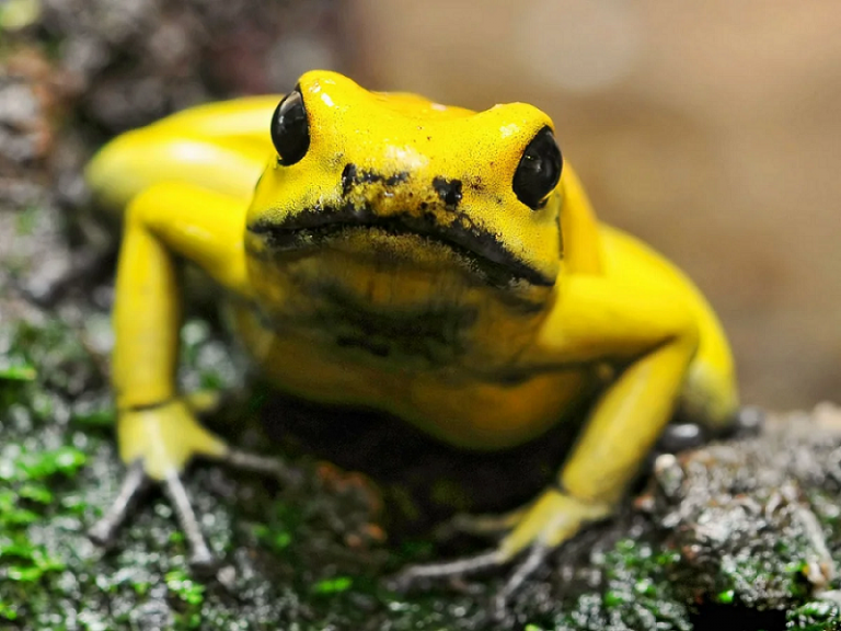 Golden Poison Frog - Singapore Zoo