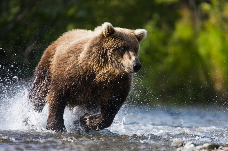 нападение медведя как защититься от медведя