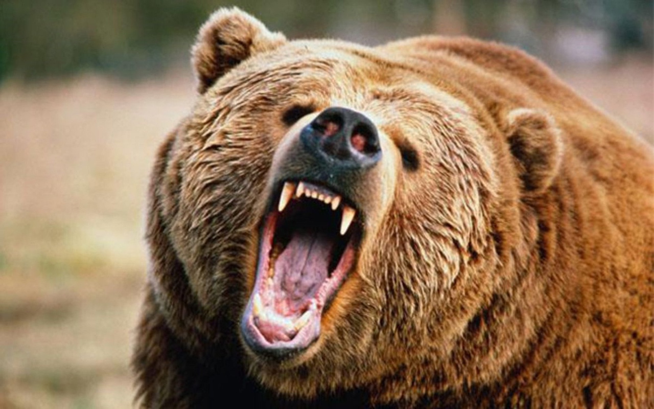 нападение медведя на медведя с ножом