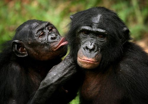 чем шимпанзе похожи на человека